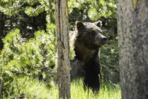 Wildlife Tours what to do in Jackson Hole