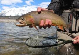Fly Fishing in Jackson Hole