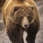 Bear Awareness and SafetyTraining