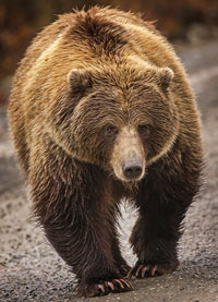 Bear Awareness and SafetyTraining