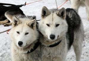 dog sledding, Activities Other Than Skiing in Jackson Hole